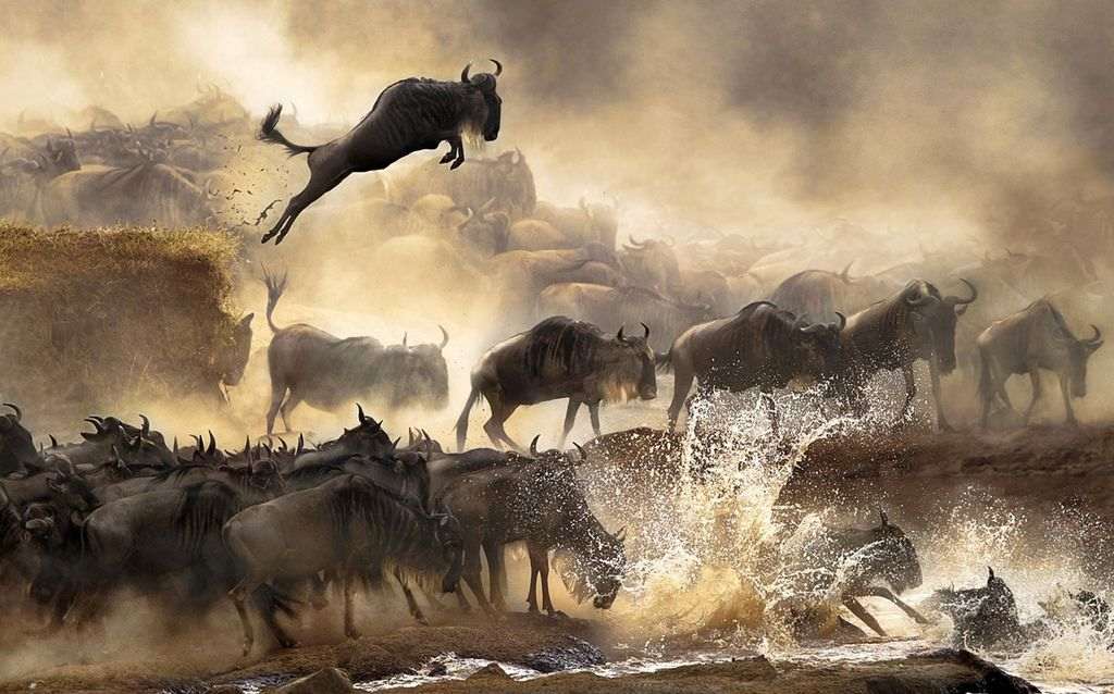 The Great Migration: Nature’s Most Spectacular Journey - Image 5