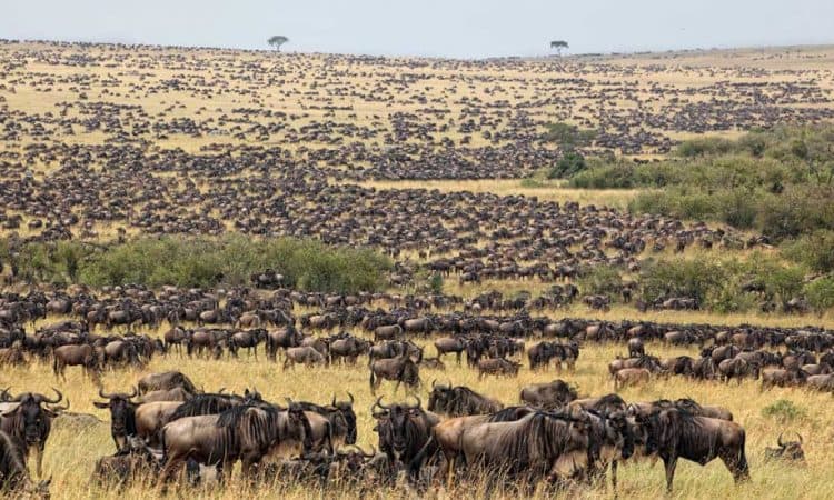 The Great Migration: Nature’s Most Spectacular Journey - Image 6