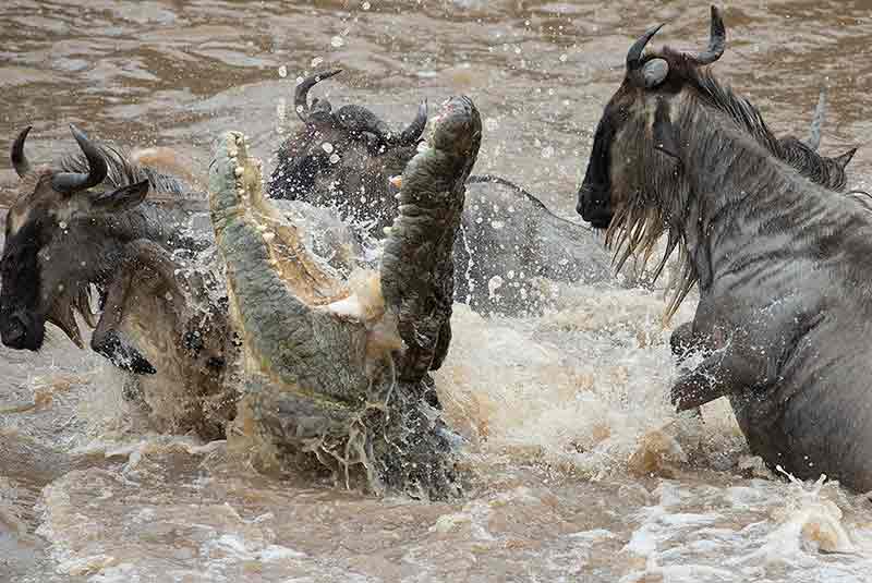 The Great Migration: Nature’s Most Spectacular Journey - Image 3