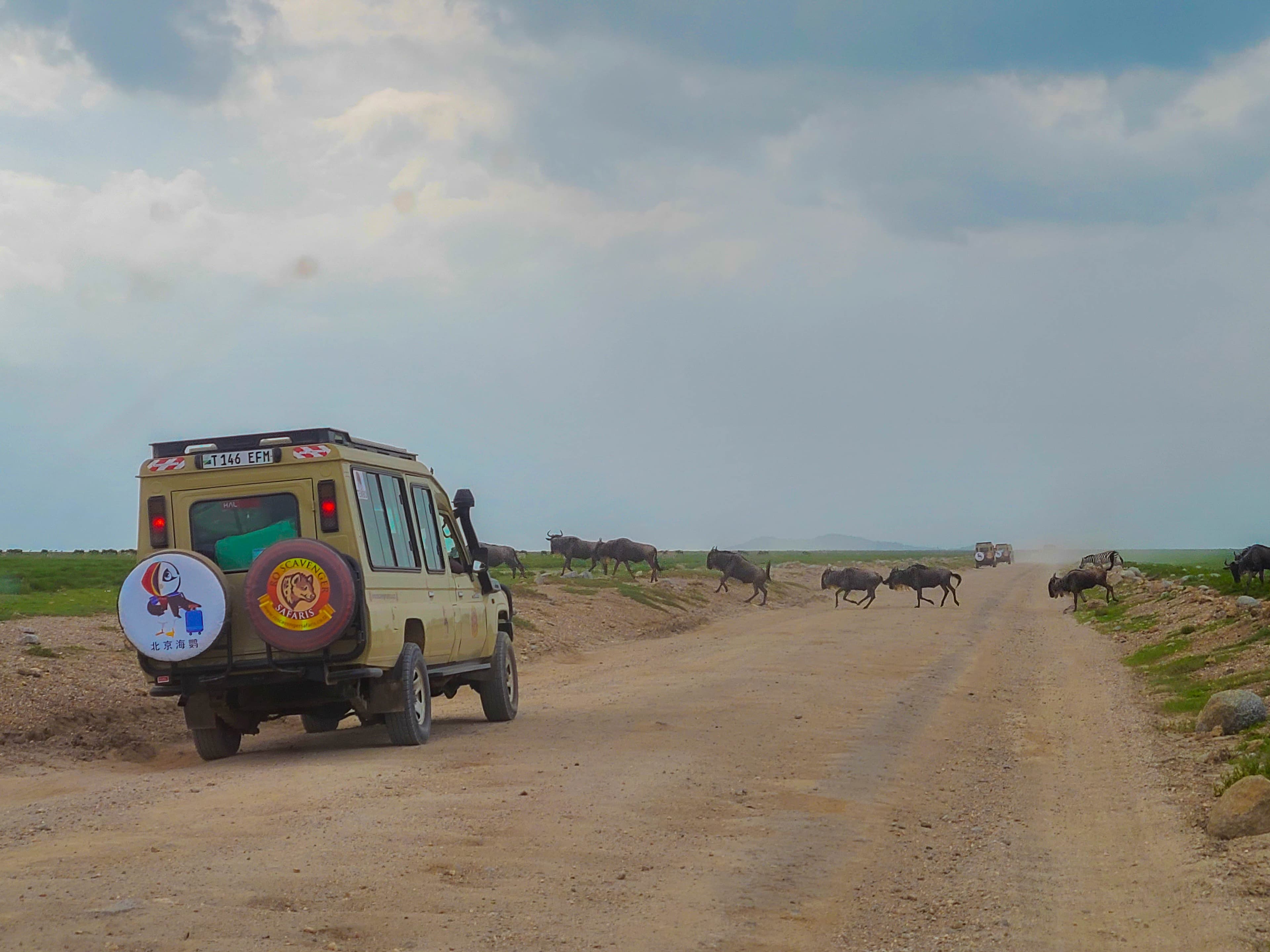The Great Migration: Nature’s Most Spectacular Journey - Image 8