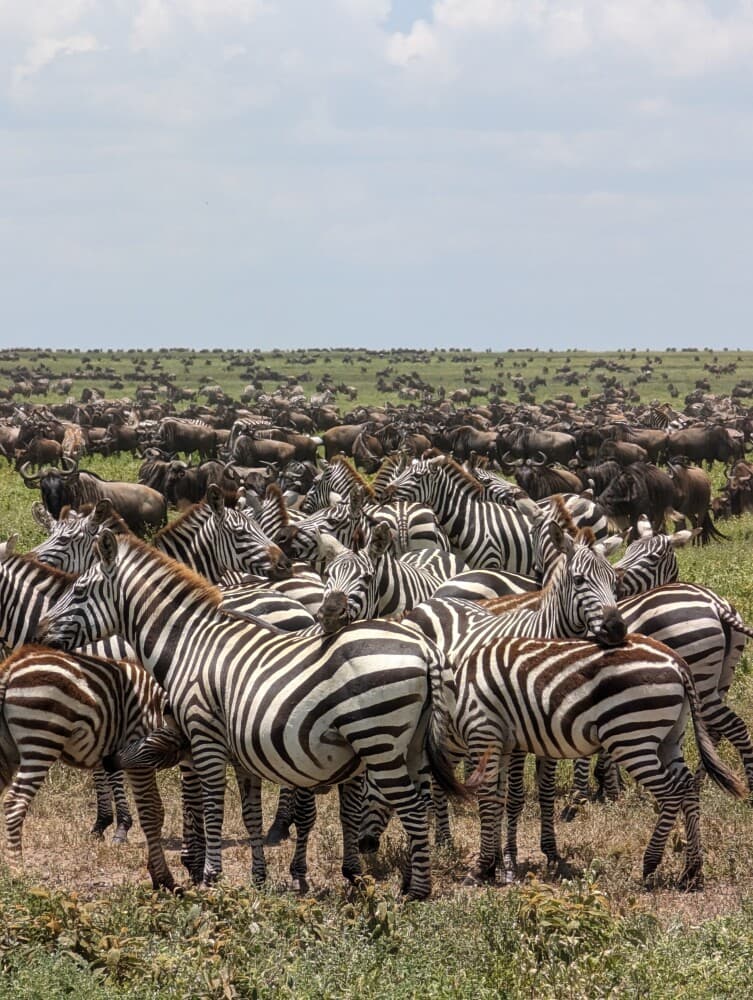 The Great Migration: Nature’s Most Spectacular Journey - Image 2