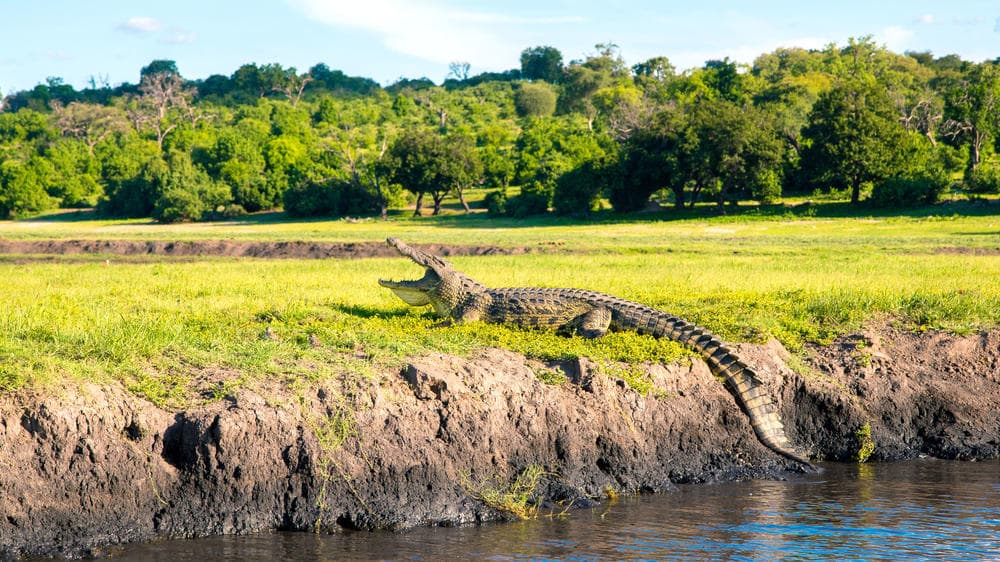 Botswana – 4-day Chobe Safari with Chobe Safari Lodge – Tailored Driven - 1